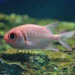 Squirrelfish