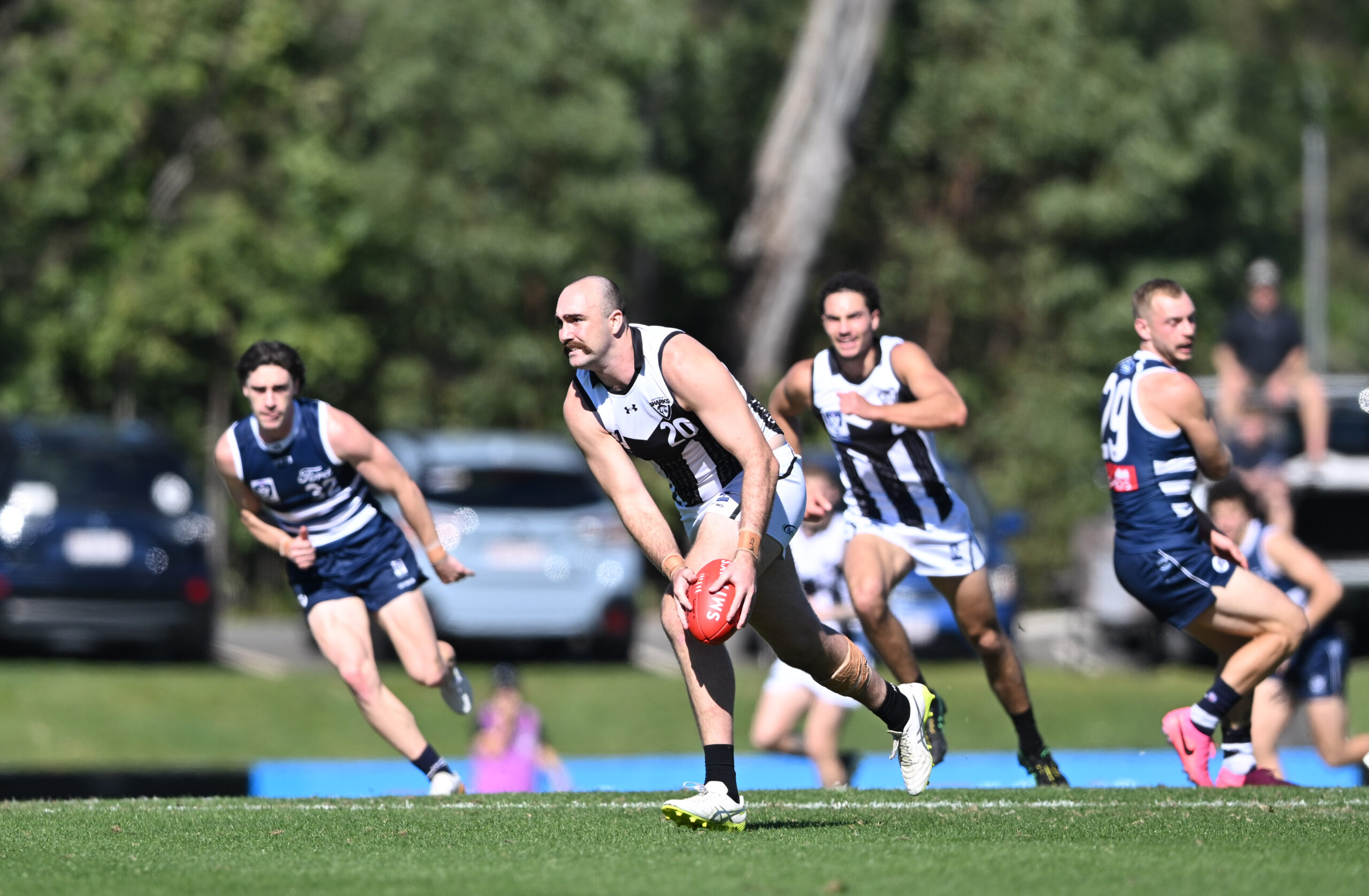 Cats prove too strong for Sharks at Fankhauser Reserve